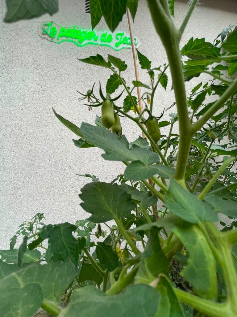 Tomates du potager de Jean, enseigne néon verte sur le mur.